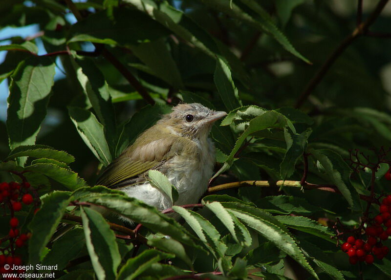 Red-eyed Vireo