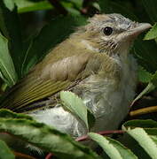 Red-eyed Vireo