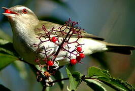 Red-eyed Vireo