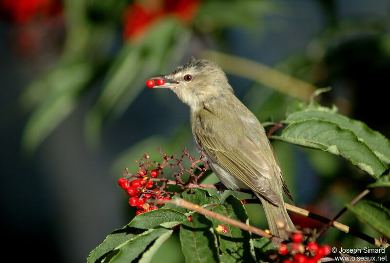 Red-eyed Vireo