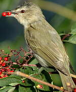 Red-eyed Vireo