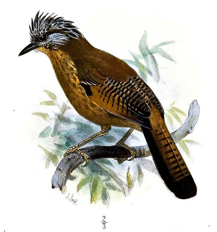 Streak-throated Barwing