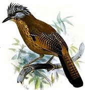 Streak-throated Barwing