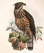 Philippine Hawk-Eagle