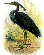 Slaty Egret