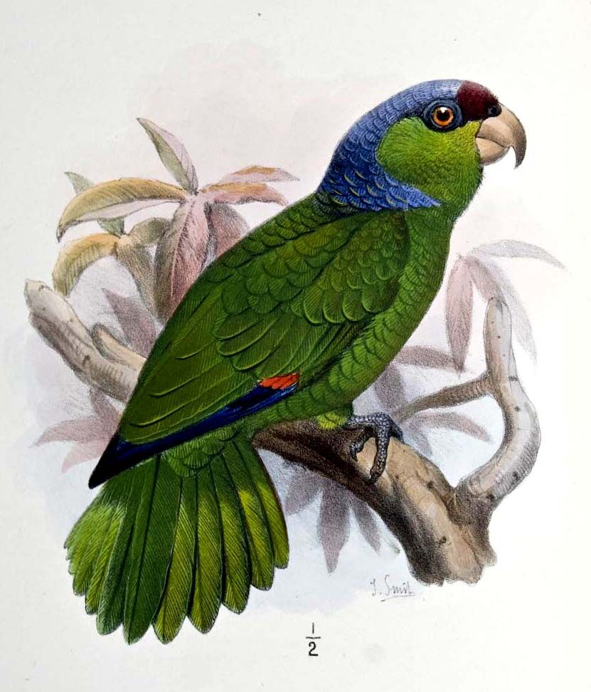 Lilac-crowned Amazon