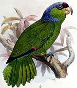 Lilac-crowned Amazon