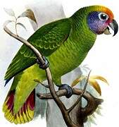 Red-tailed Amazon