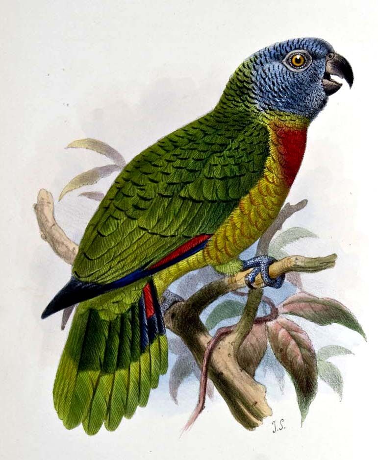 Red-necked Amazon