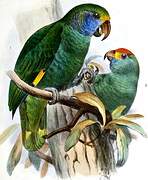 Blue-cheeked Amazon