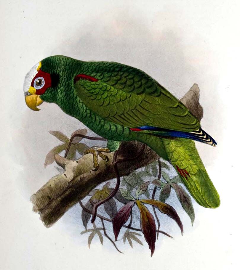 Amazone du Yucatan