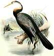 Anhinga d'Afrique