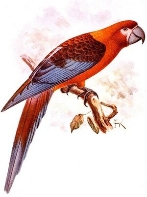Cuban Macaw - Ara tricolor