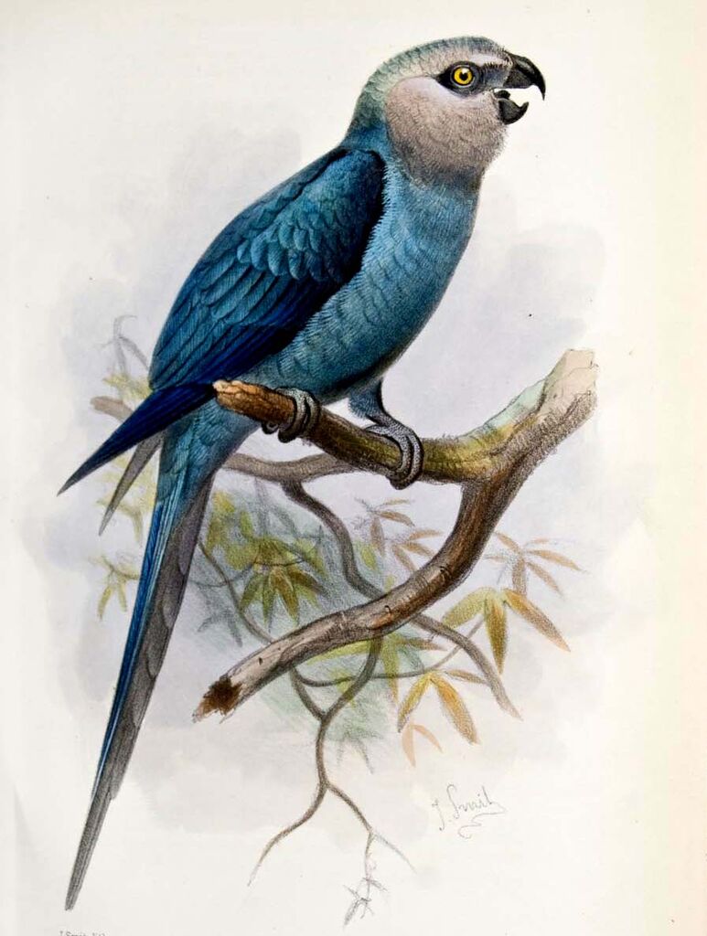 Spix's Macaw