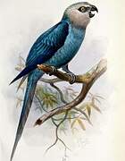 Spix's Macaw