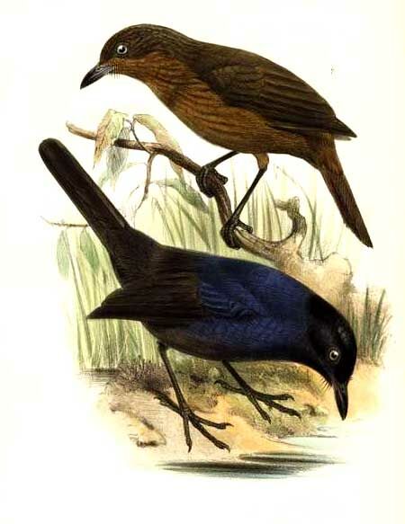 Sri Lanka Whistling Thrush