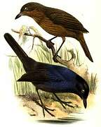 Sri Lanka Whistling Thrush