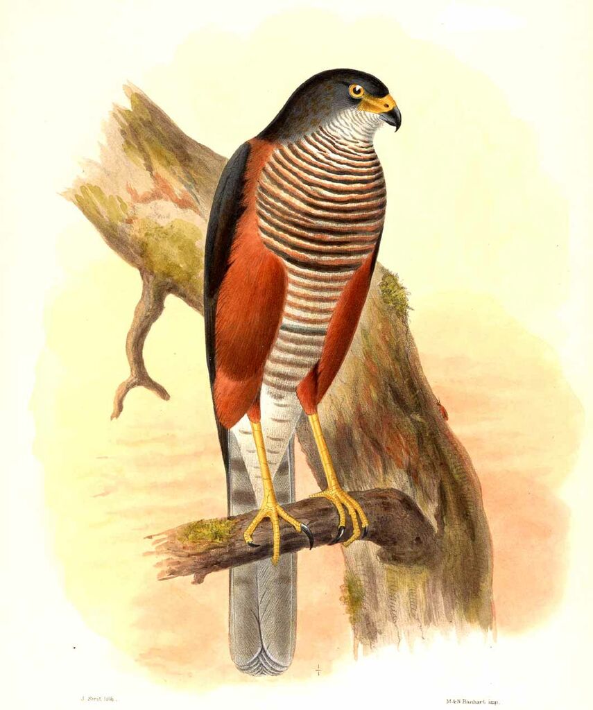 Chestnut-flanked Sparrowhawk