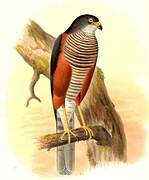 Chestnut-flanked Sparrowhawk