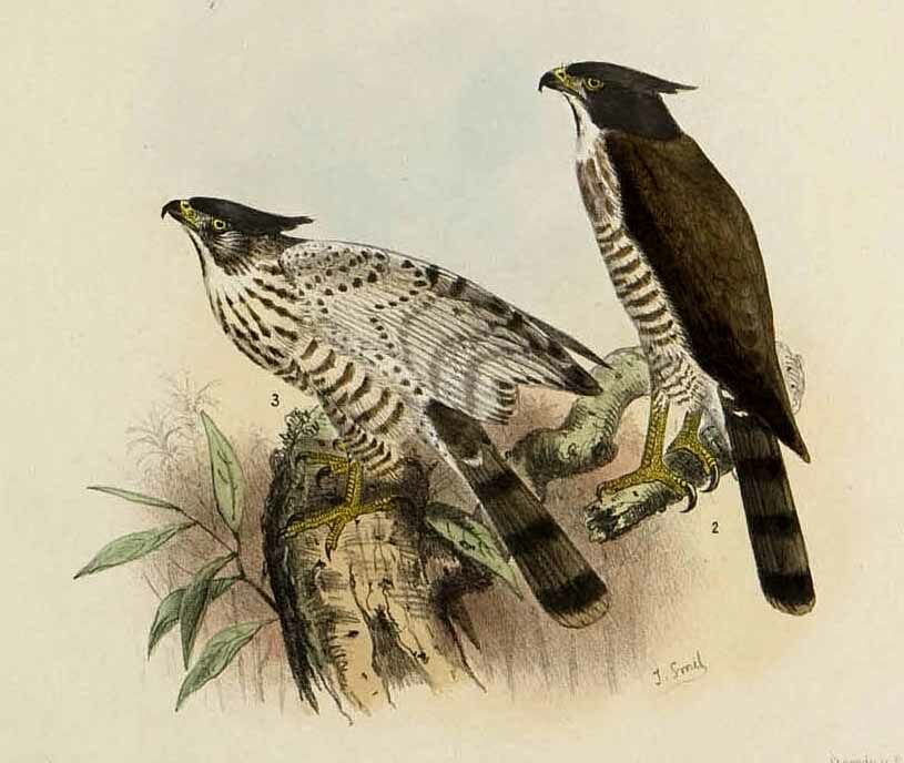 Crested Goshawk