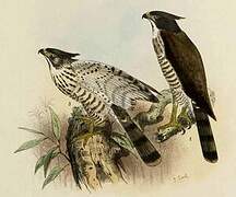 Crested Goshawk