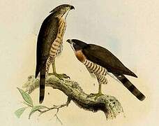 Crested Goshawk