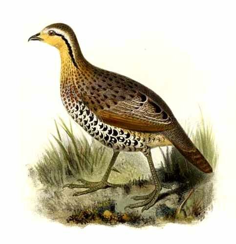 Mountain Bamboo Partridge