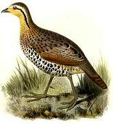 Mountain Bamboo Partridge