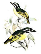 Yellow-rumped Tinkerbird