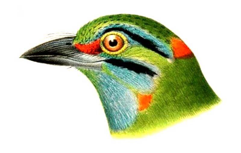 Moustached Barbet