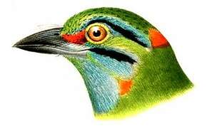 Moustached Barbet