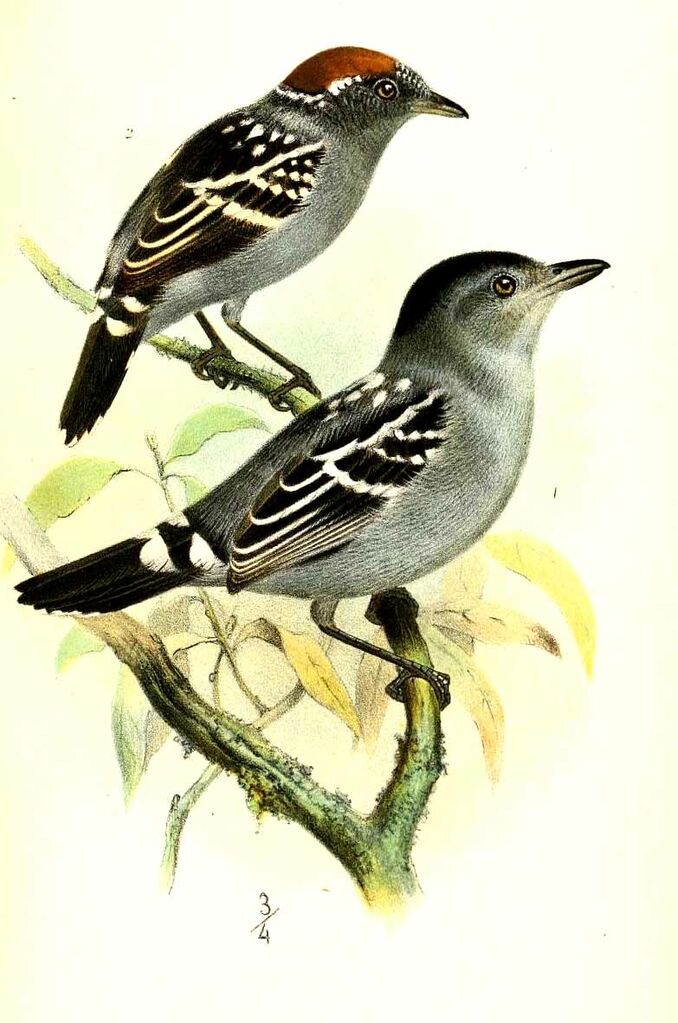 Streak-backed Antshrike