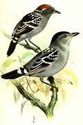 Streak-backed Antshrike