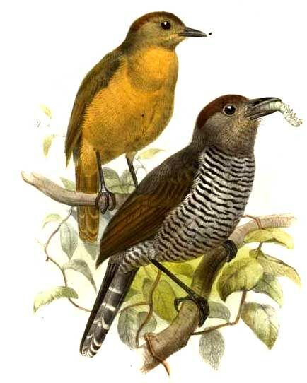 Rufous-capped Antshrike