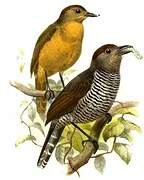 Rufous-capped Antshrike