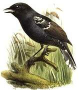 Variable Antshrike