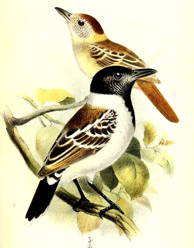 Collared Antshrike