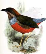 Whiskered Pitta