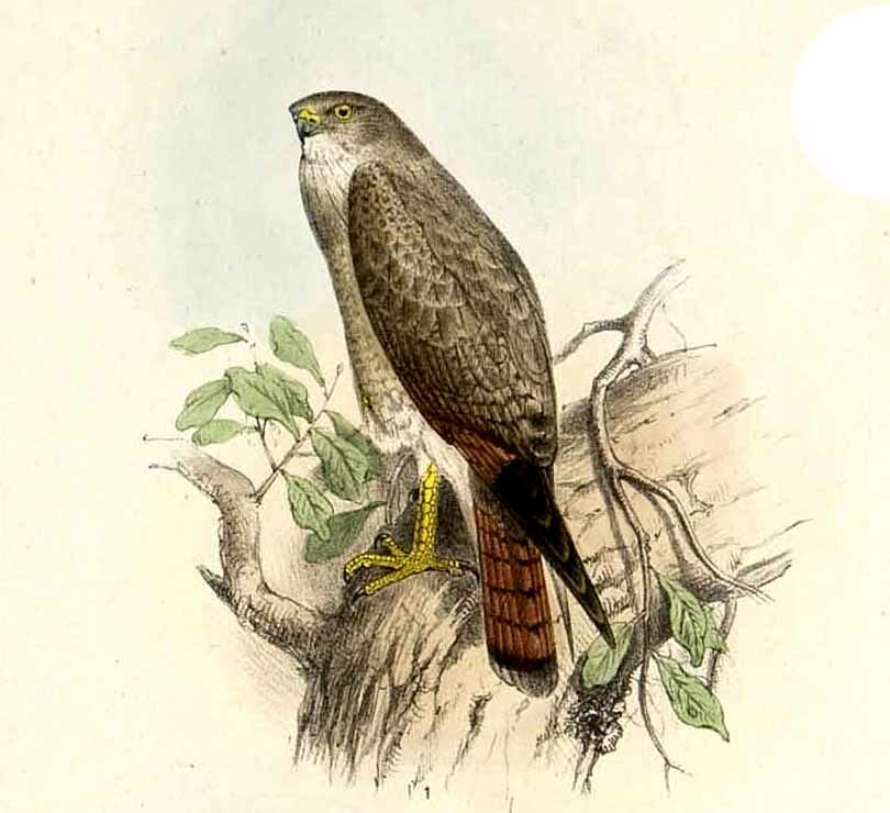 Rufous-winged Buzzard