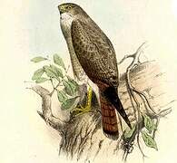 Rufous-winged Buzzard