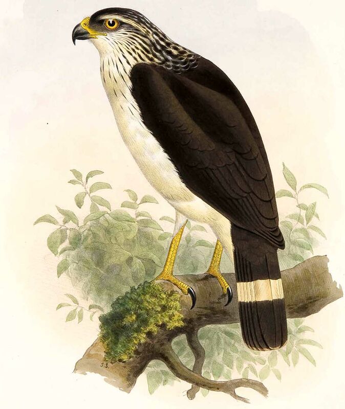 White-browed Hawk