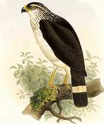 White-browed Hawk