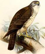 Hawaiian Hawk