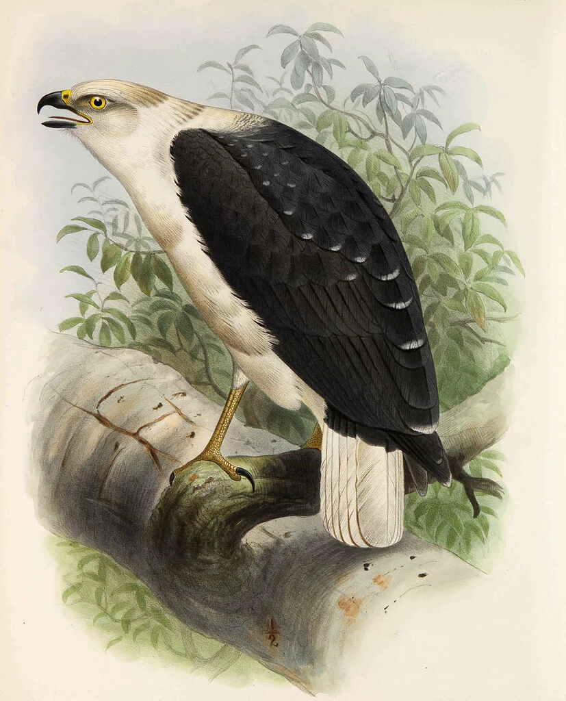 Mantled Hawk