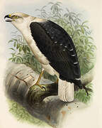 Mantled Hawk