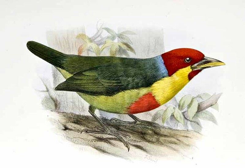 Versicolored Barbet