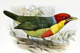 Versicolored Barbet