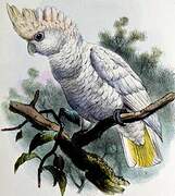 Tanimbar Corella