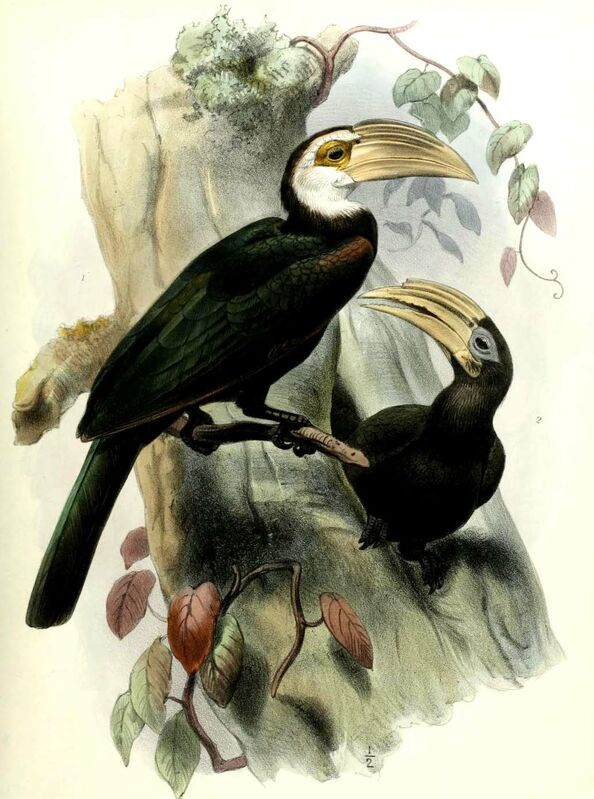 Sulawesi Hornbill, Reproduction-nesting