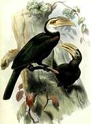 Sulawesi Hornbill